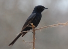 Trauerdrongo